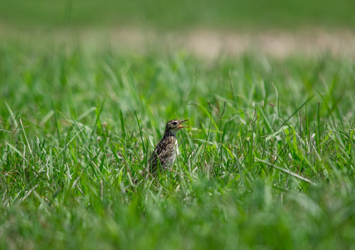 pipit sp. - ML309065871