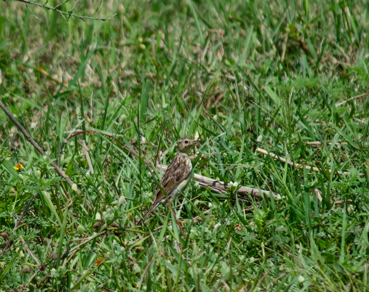 pipit sp. - ML309065901