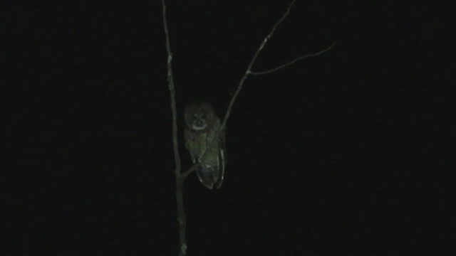 Himalayan Owl - ML309067091