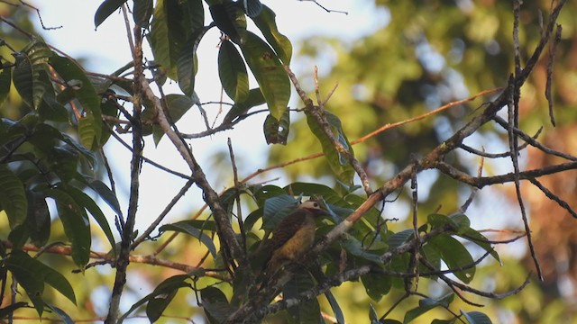 Spot-breasted Woodpecker - ML309069601