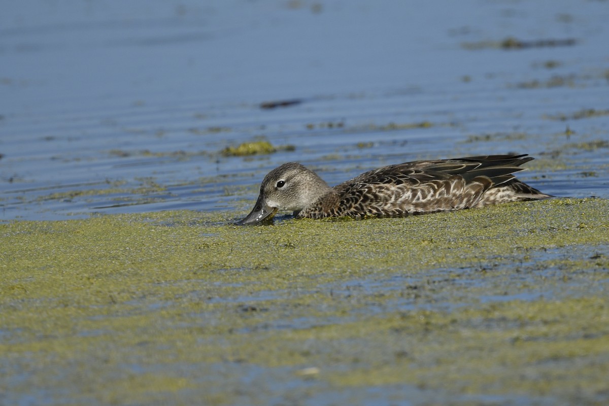 Blue-winged Teal - ML309073691