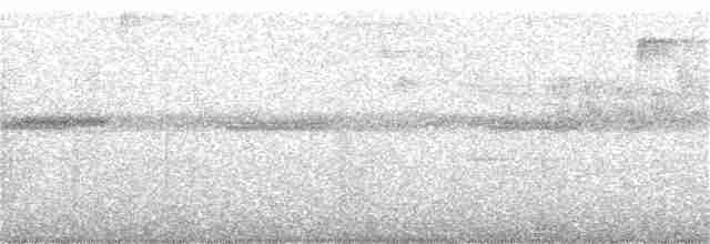 Graubrust-Ameisendrossel - ML309080721