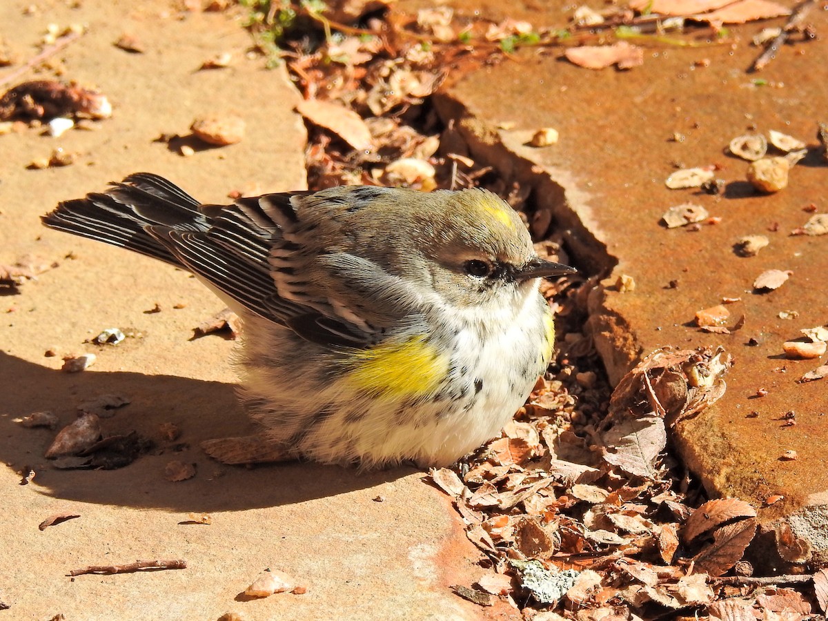 Yellow-rumped Warbler - Katherine Cavazos