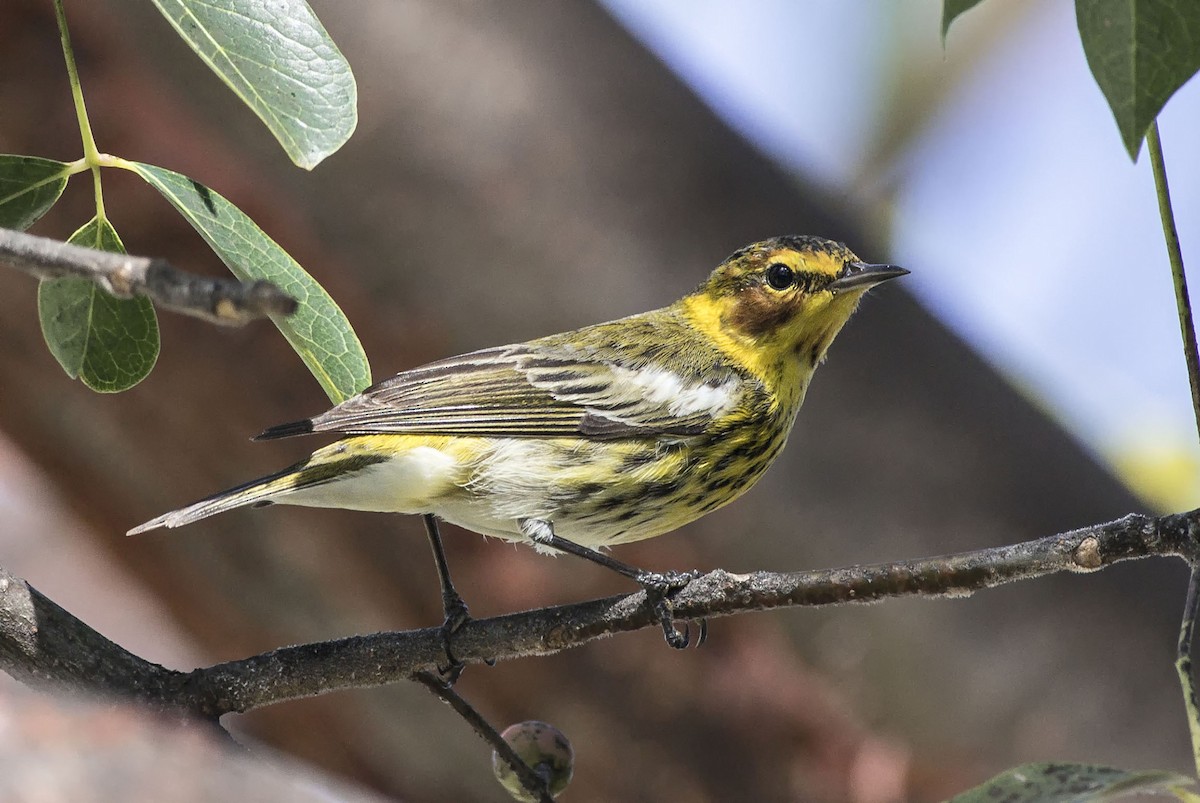 Cape May Warbler - ML309085521