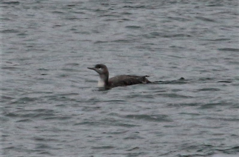 Red-throated Loon - Anonymous