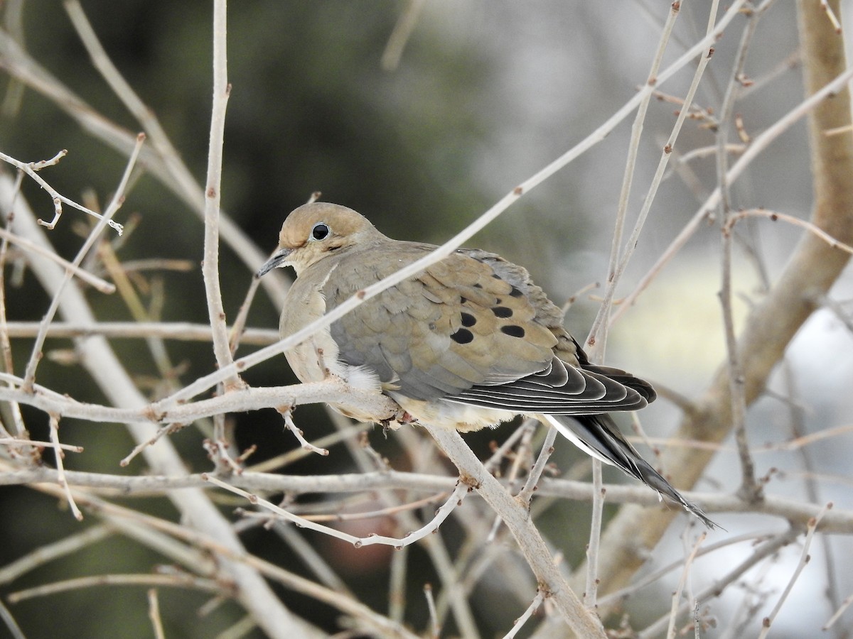Mourning Dove - Laurie  Keefe