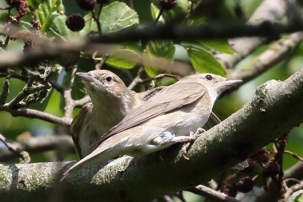 Garden Warbler - Roly Pitts