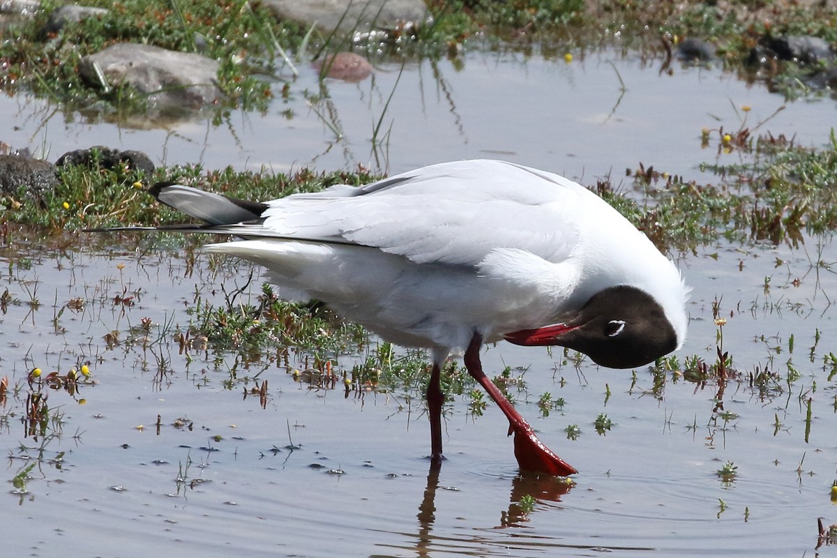 Black-headed Gull - Roly Pitts