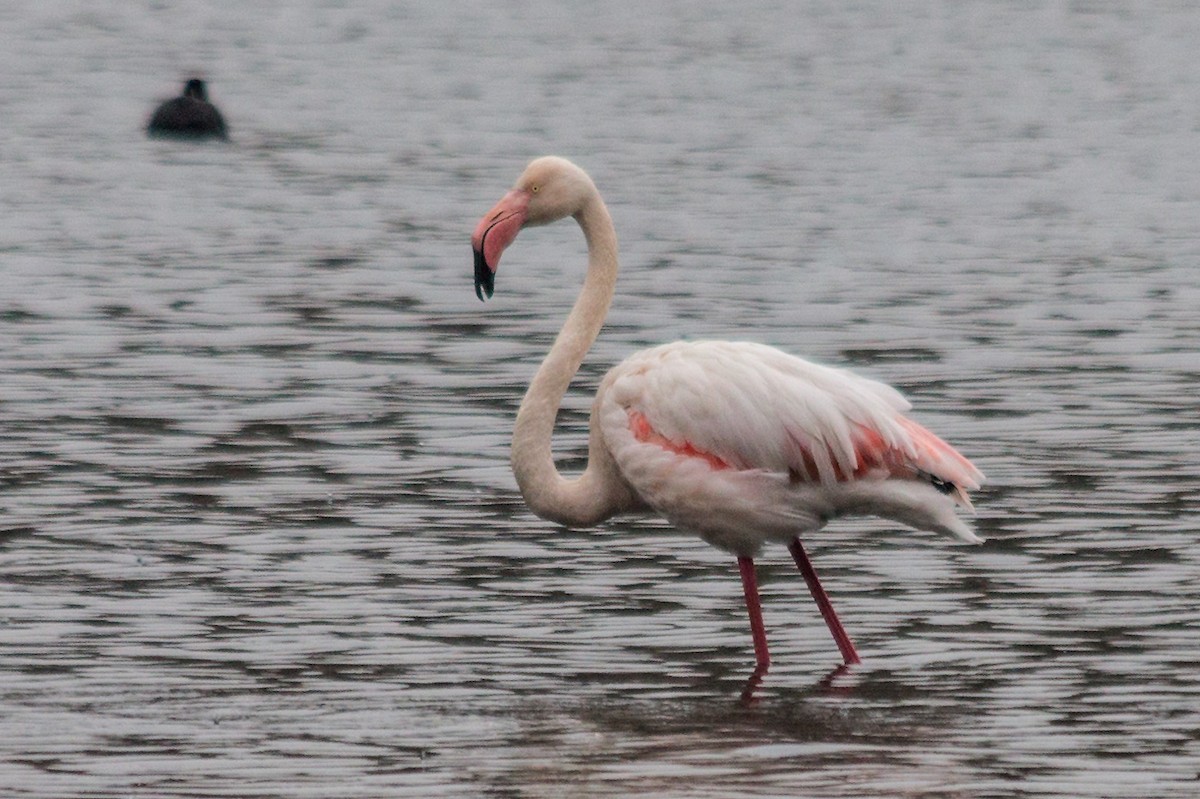 Greater Flamingo - ML309113631