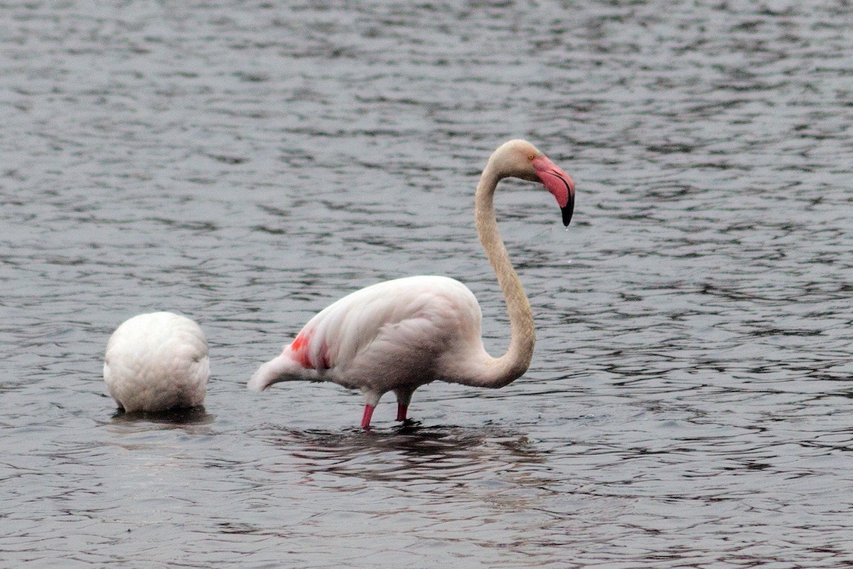 Greater Flamingo - ML309113991