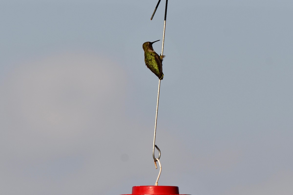 Anna's Hummingbird - Erik Atwell