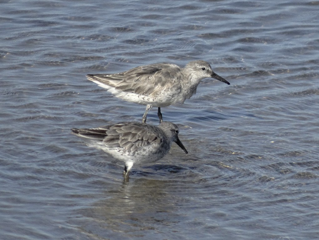 Red Knot - ML30911551