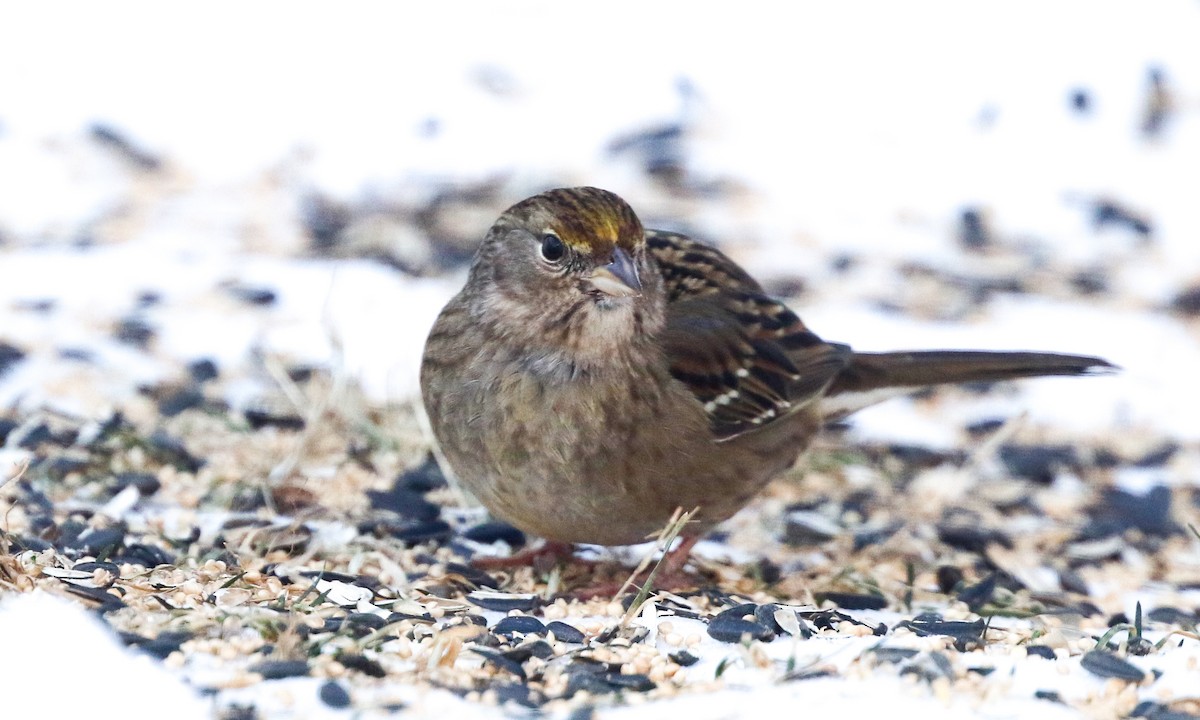 Golden-crowned Sparrow - ML309116961