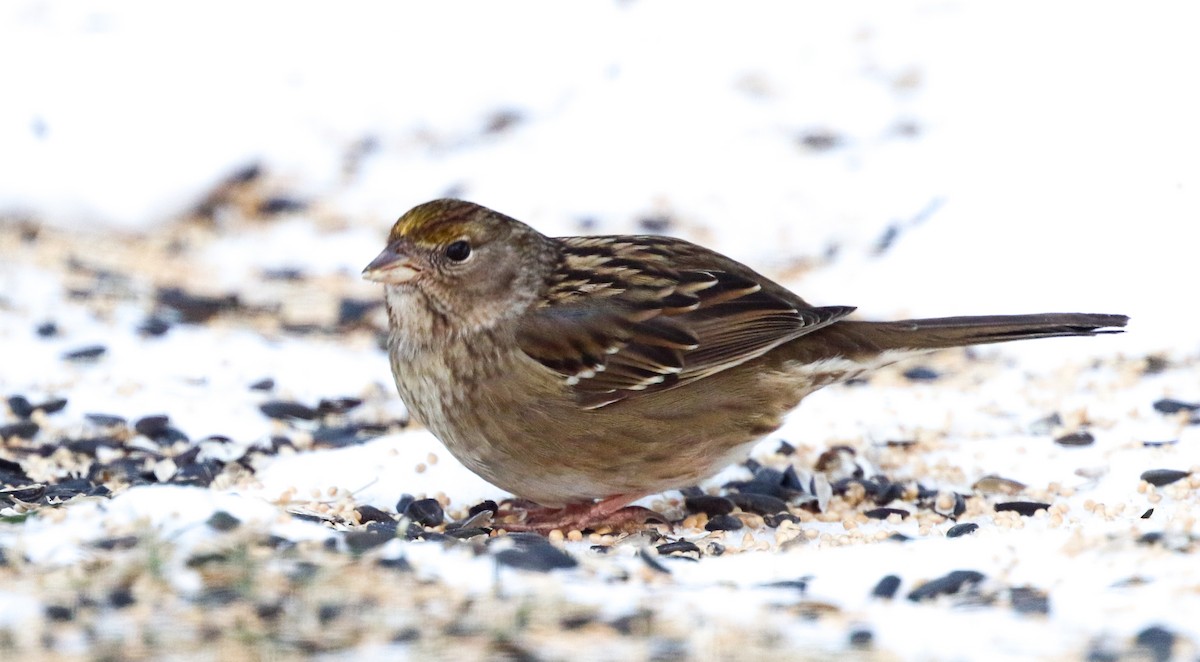 Golden-crowned Sparrow - ML309116971