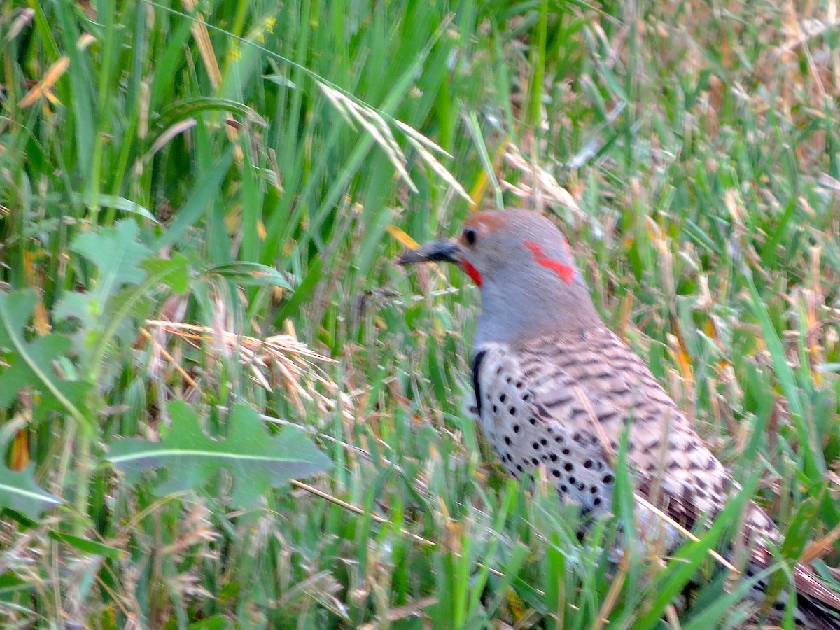 Northern Flicker (Yellow-shafted x Red-shafted) - ML30912301