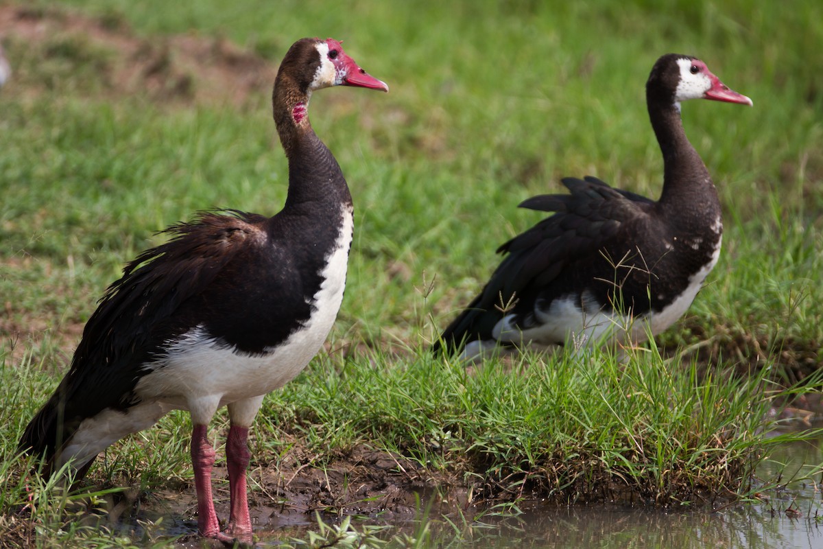 Spur-winged Goose - ML309126301