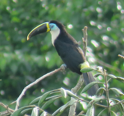 Channel-billed Toucan - Barb Thomascall