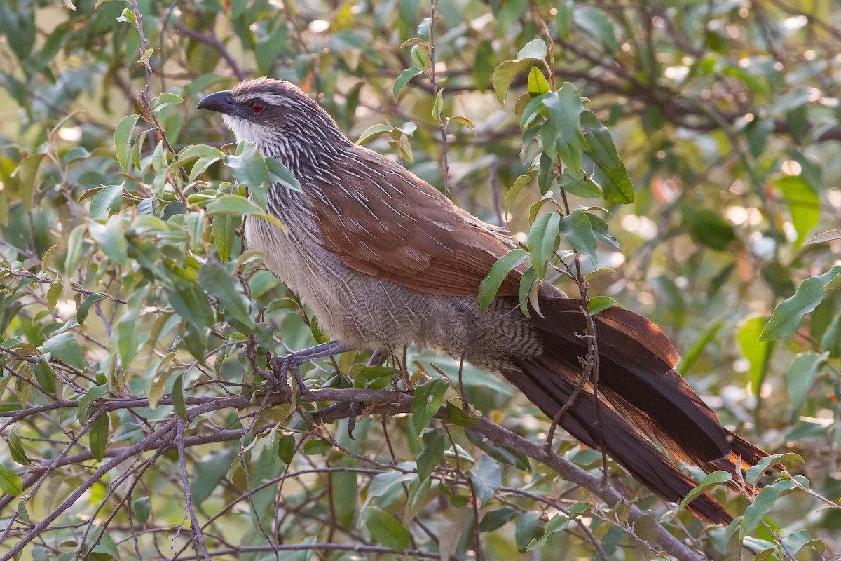 White-browed Coucal - ML309126661