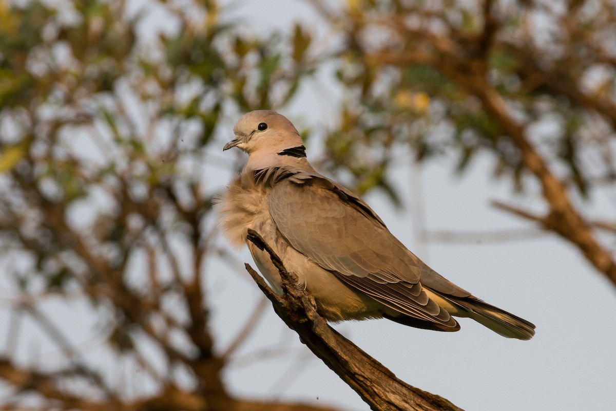 Ring-necked Dove - Peter Hellman