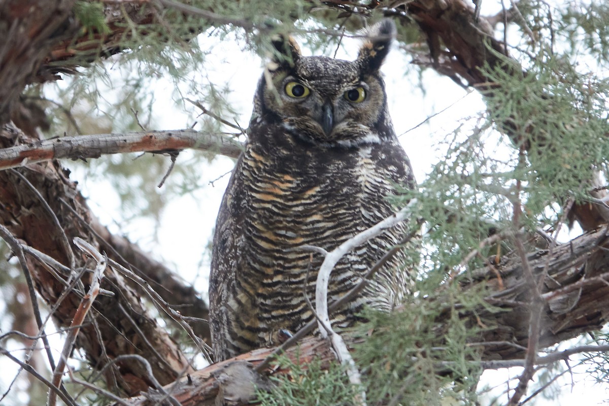 Great Horned Owl - Evan Thomas