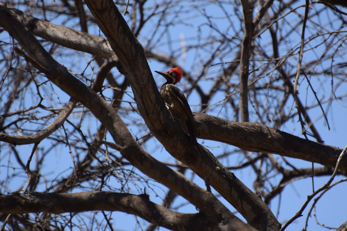 Lineated Woodpecker - Paul Vandenbussche