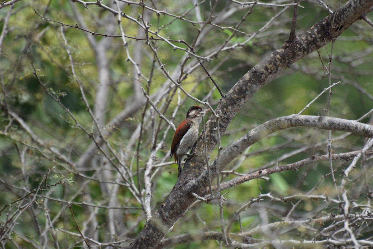 Scarlet-backed Woodpecker - ML309138071