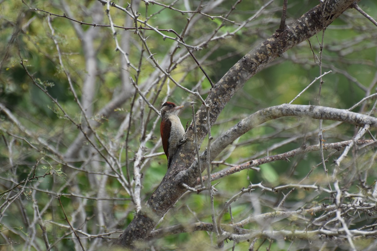 Scarlet-backed Woodpecker - ML309138091