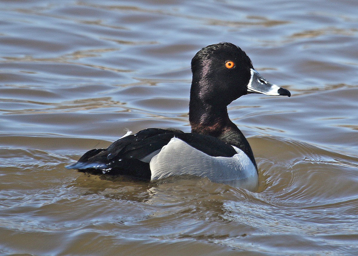 Ring-necked Duck - ML309139241