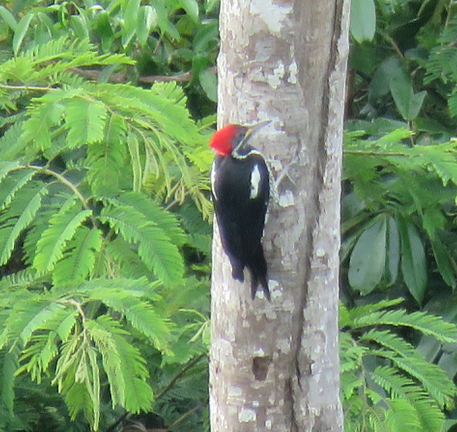 Lineated Woodpecker - Barb Thomascall