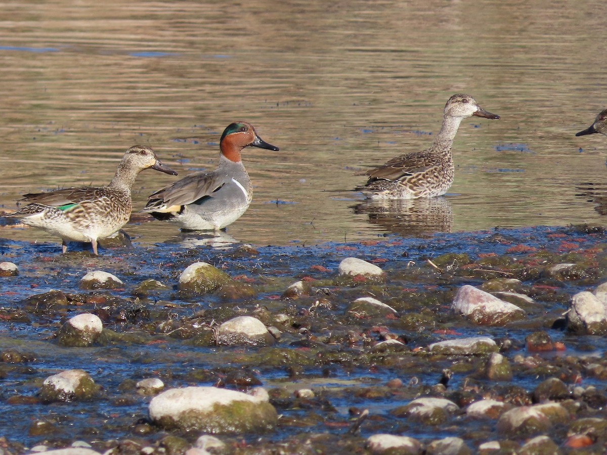 Green-winged Teal - Anne (Webster) Leight