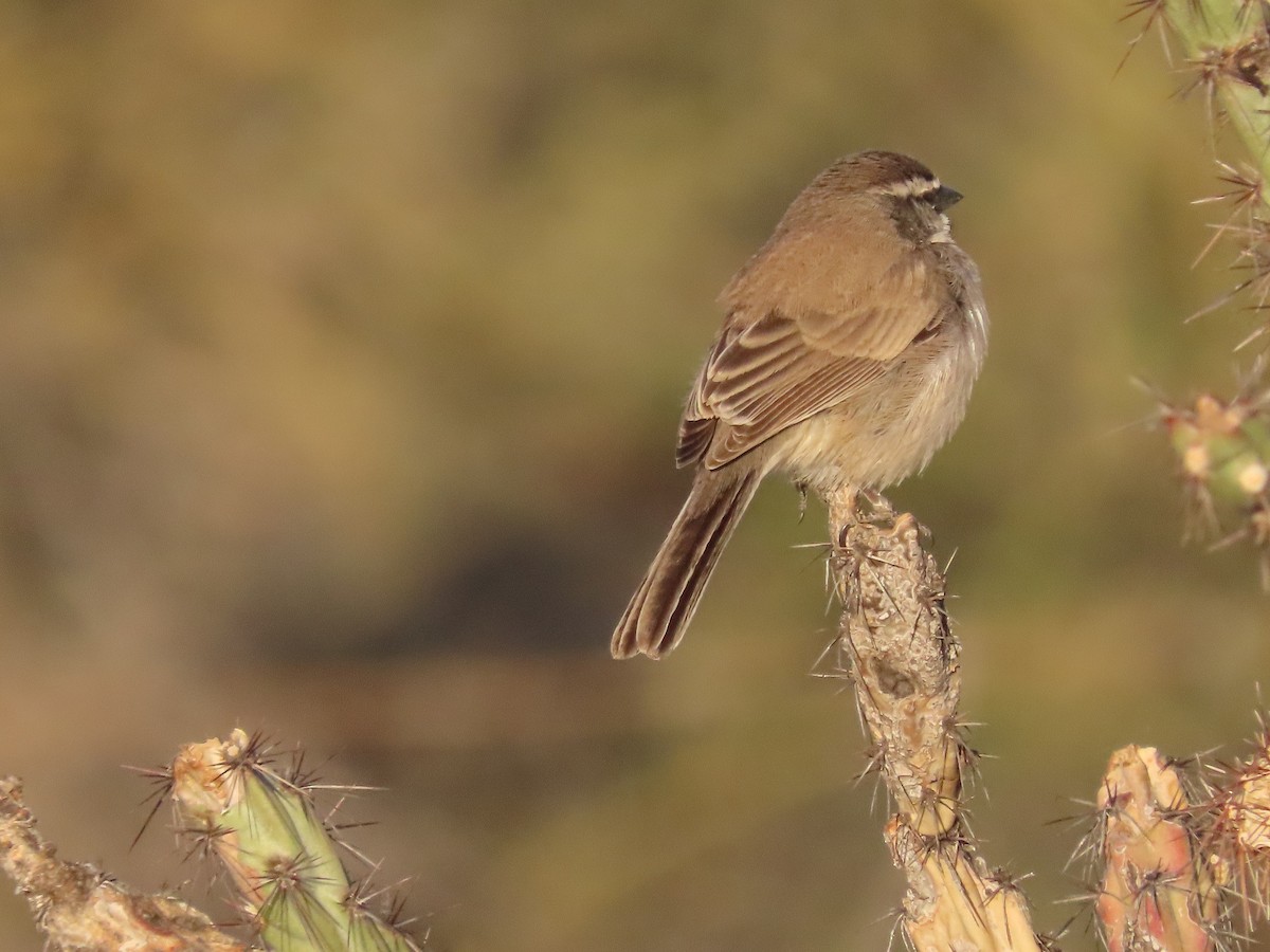 Black-throated Sparrow - ML309142171