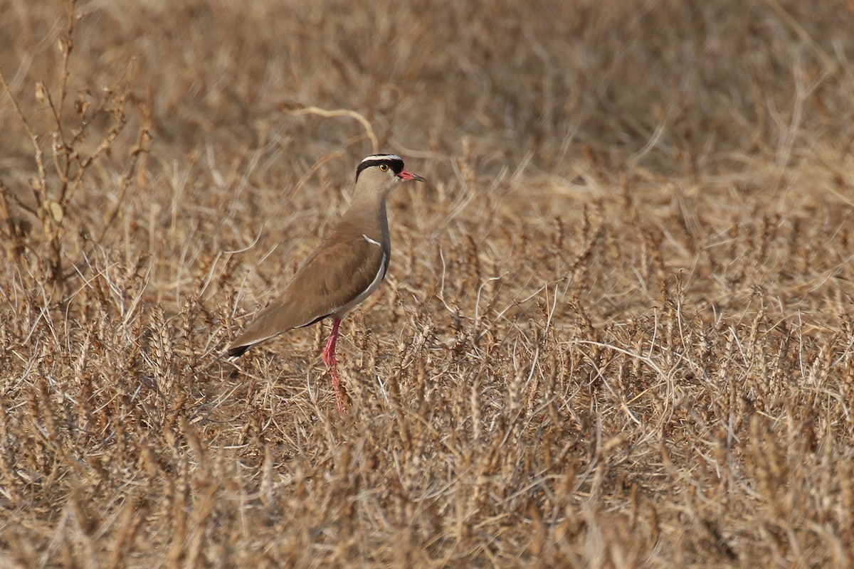 Crowned Lapwing - ML309155651
