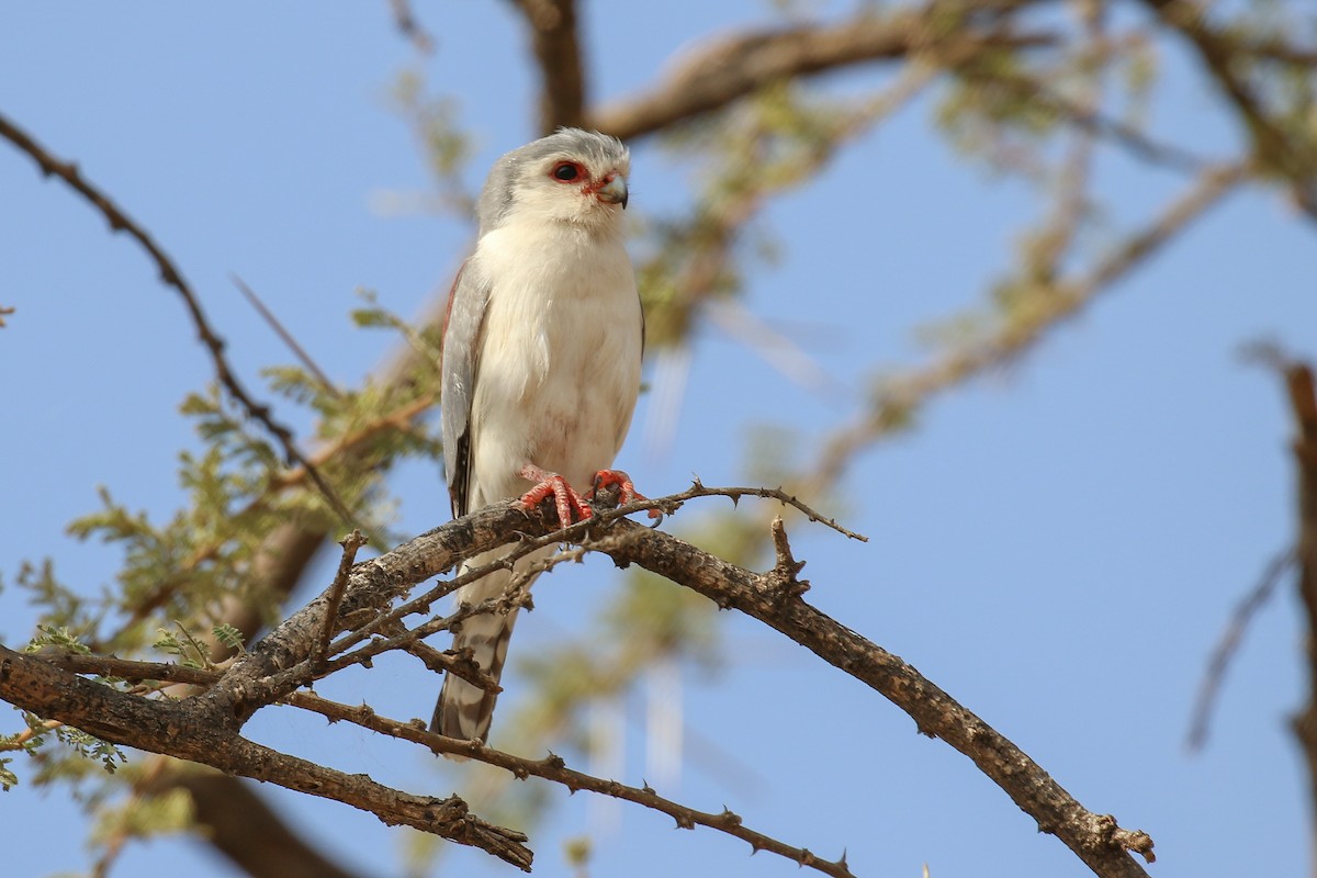 Pygmy Falcon - Fikret Ataşalan