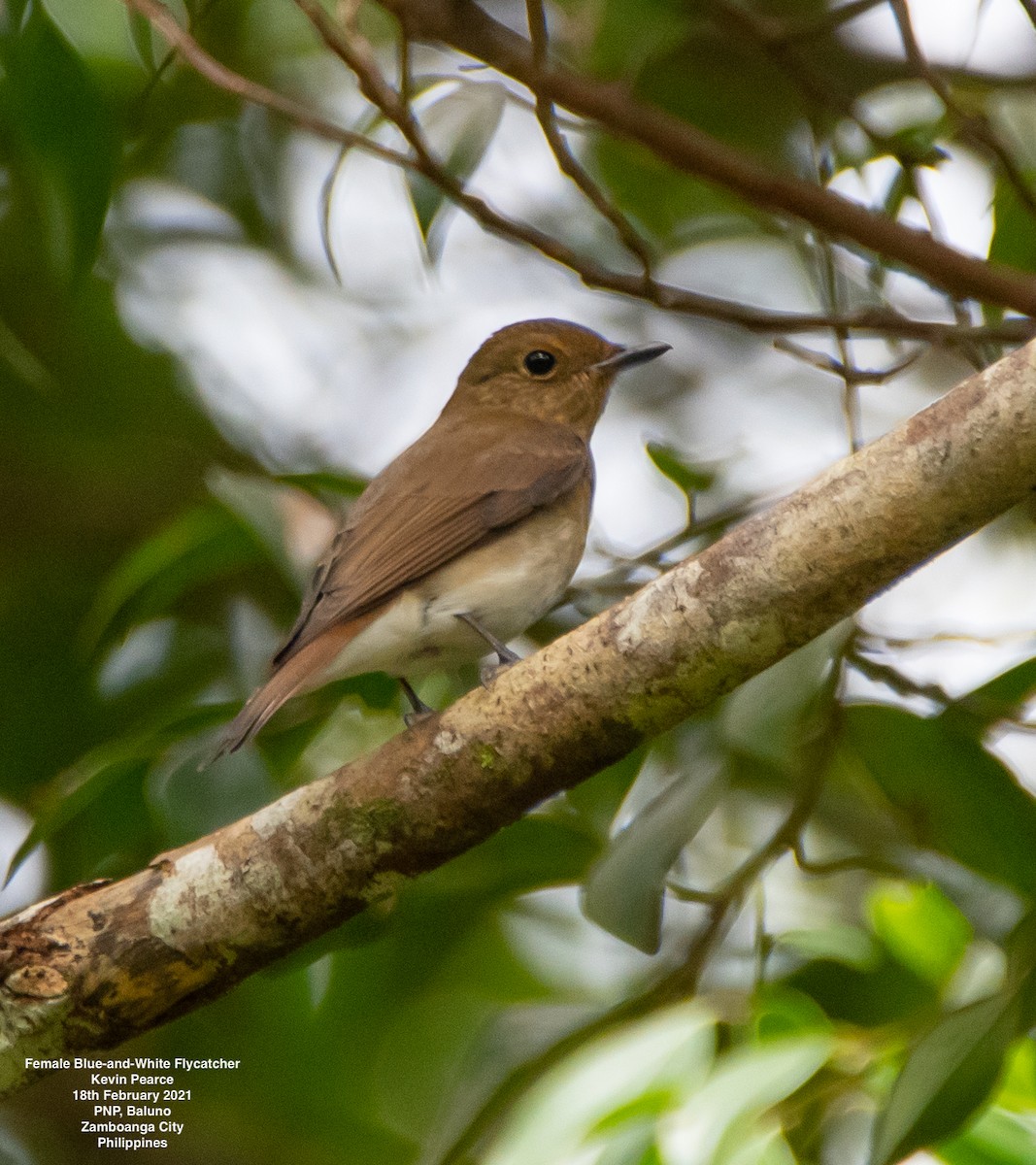Blue-and-white Flycatcher - Kevin Pearce