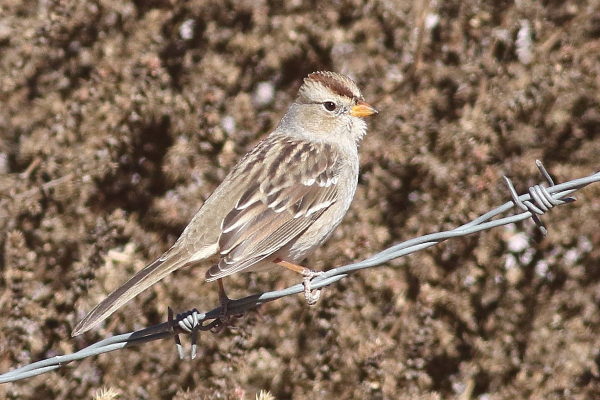 White-crowned Sparrow - ML309161181