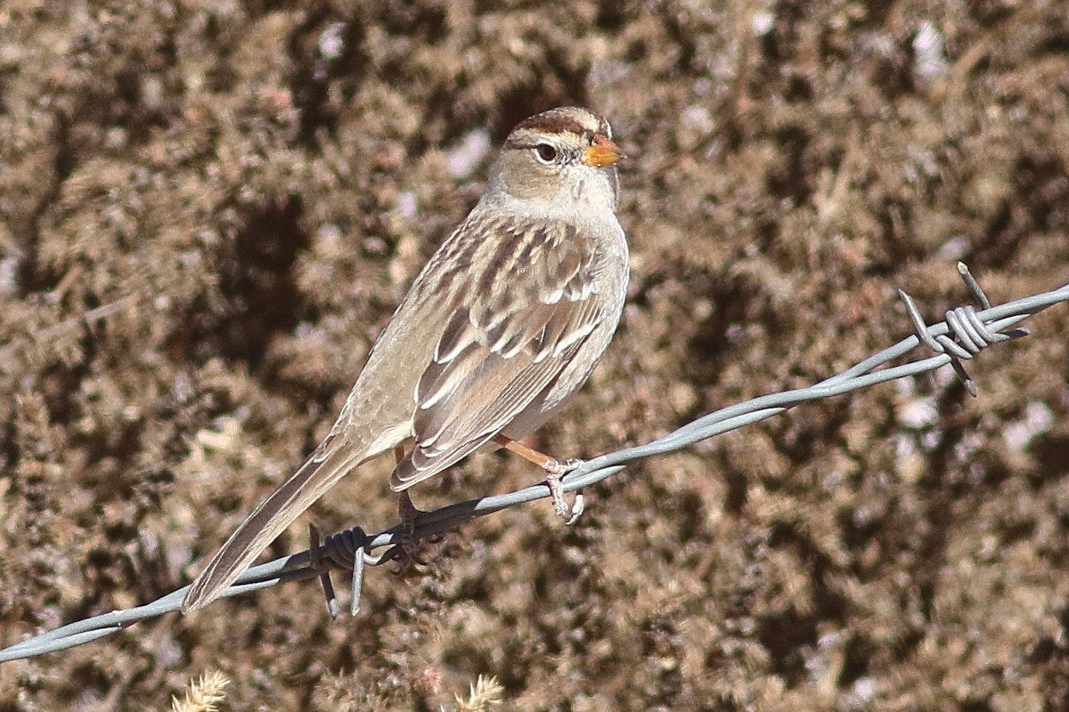 White-crowned Sparrow - ML309161241