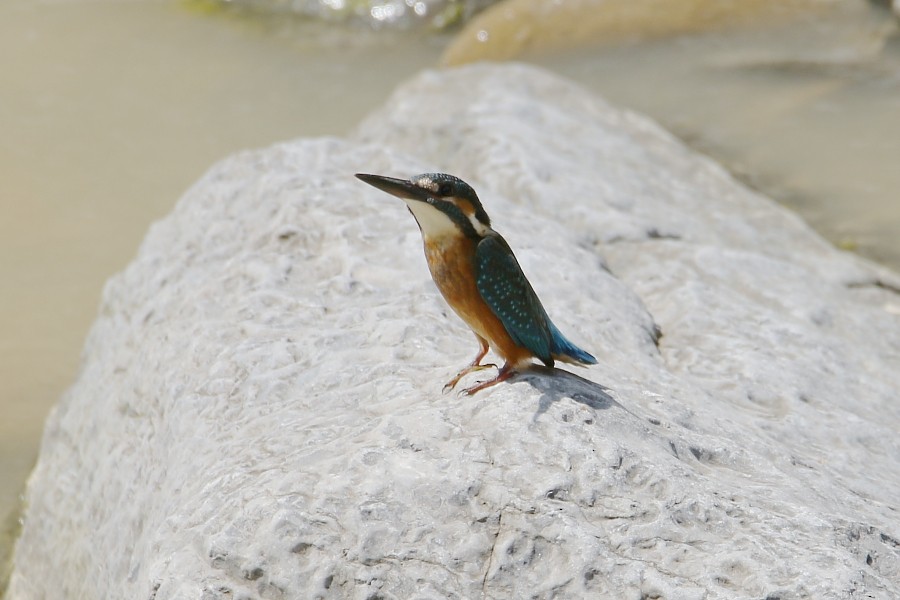 Common Kingfisher (Common) - Pavel Parkhaev