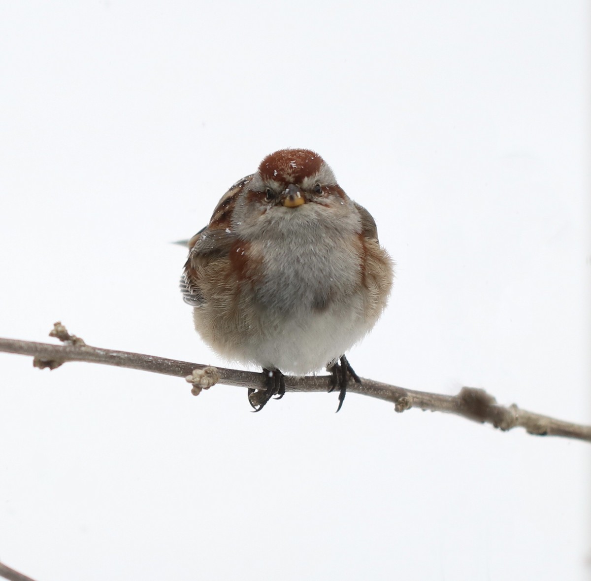 American Tree Sparrow - ML309164041