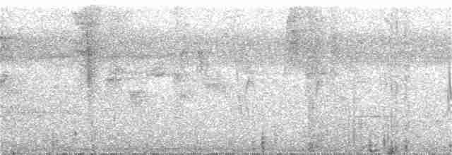 Conirostre oreillard - ML309165491
