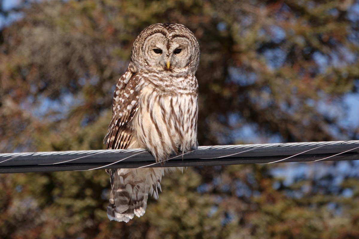 Barred Owl - Merle Nisly