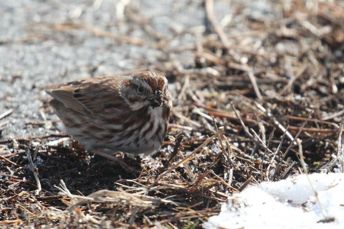 Song Sparrow - Michele Wells