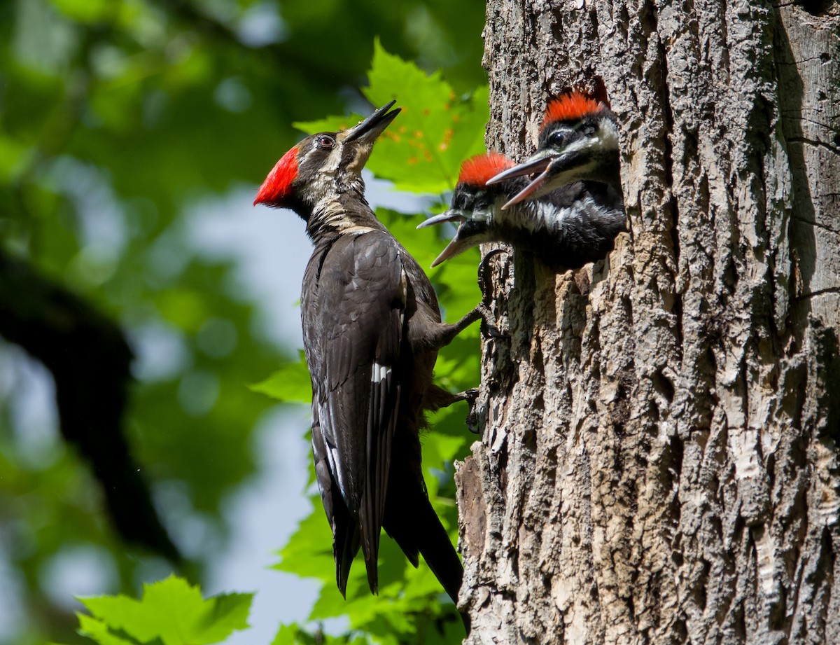 Pileated Woodpecker - Bill VanderMolen