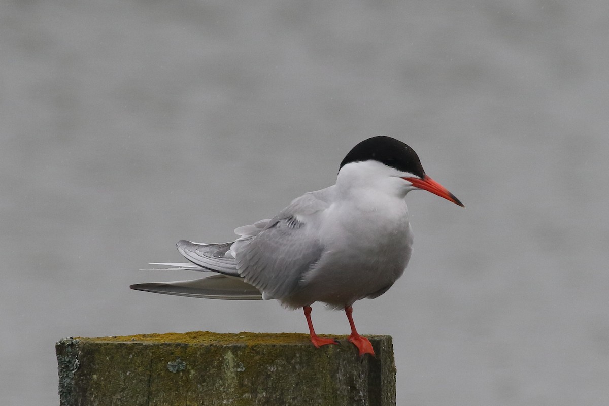 Common Tern - Roly Pitts