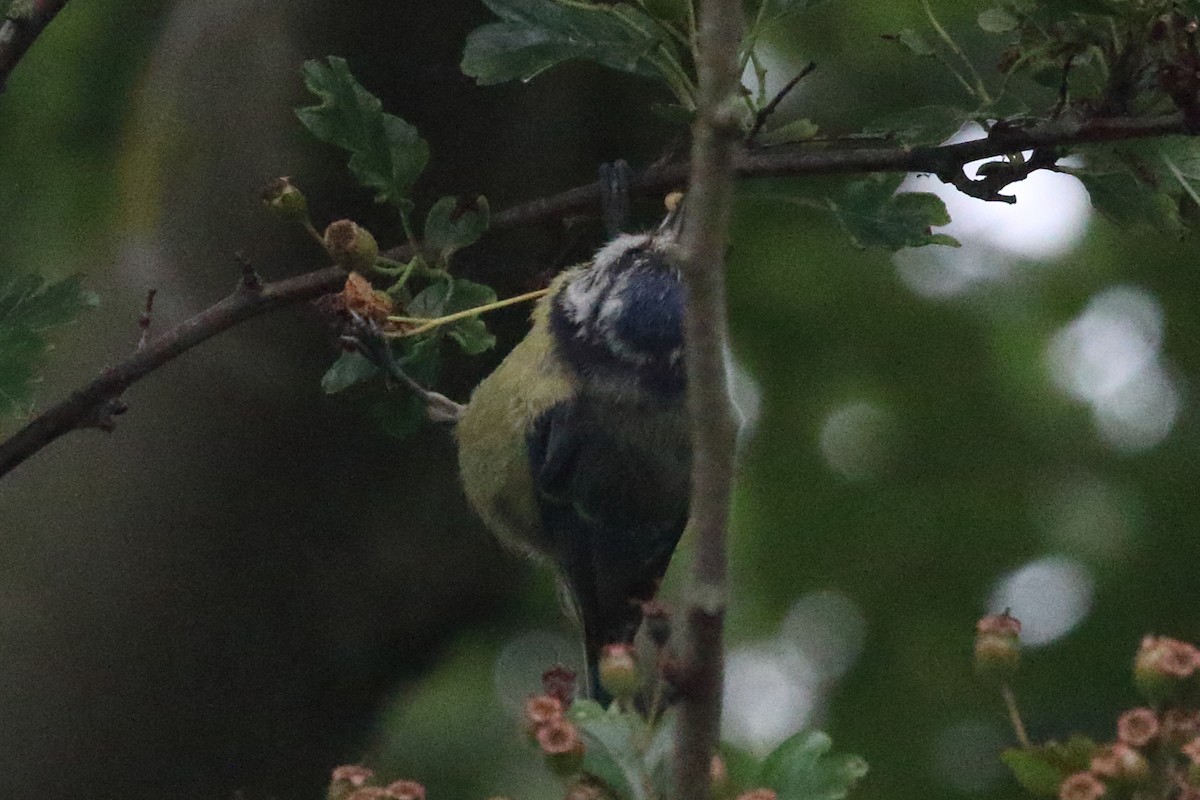 Eurasian Blue Tit - Roly Pitts