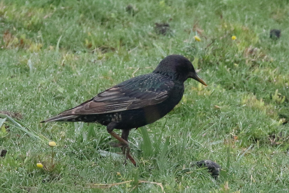 European Starling - Roly Pitts