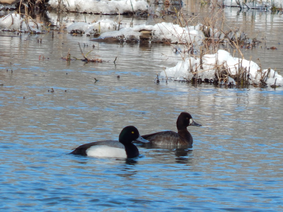 Greater Scaup - ML309174991
