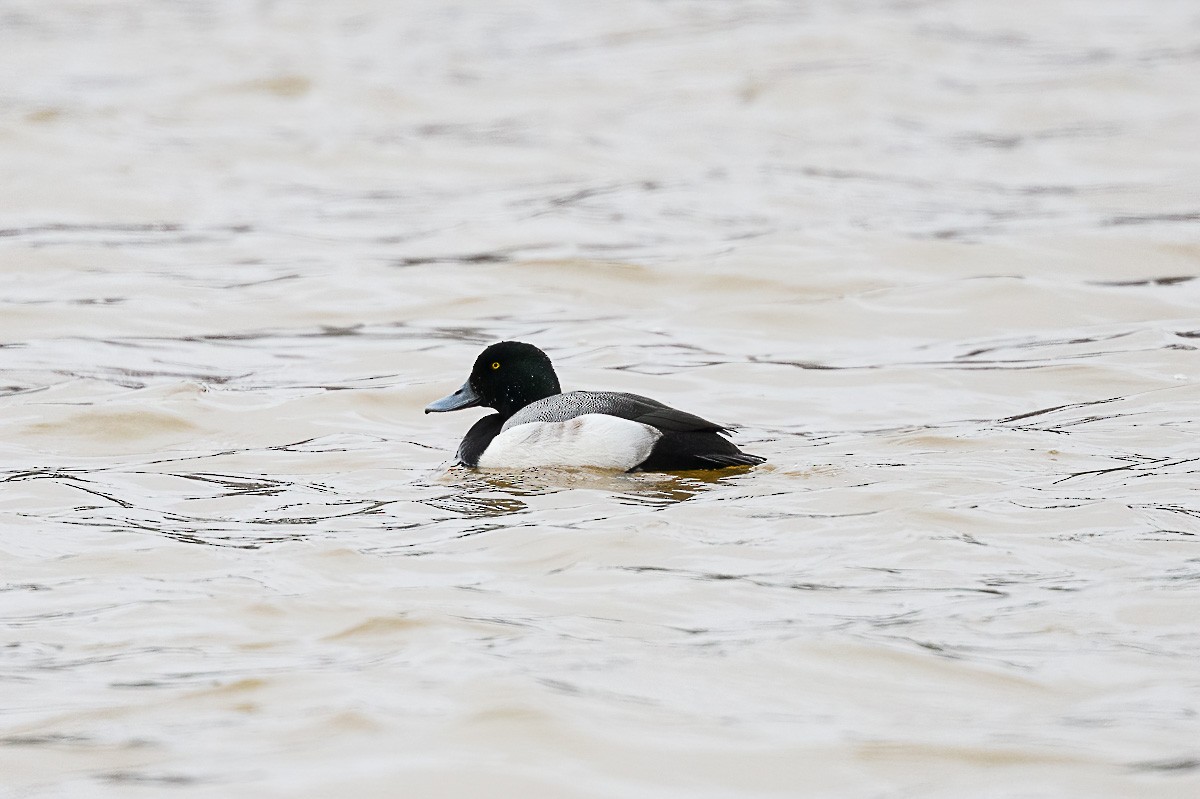 Greater Scaup - ML309178061