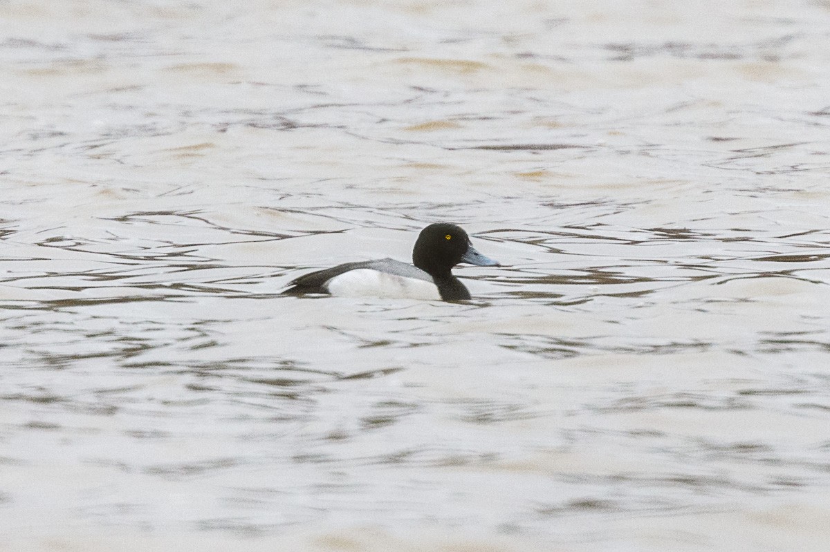 Greater Scaup - ML309178071