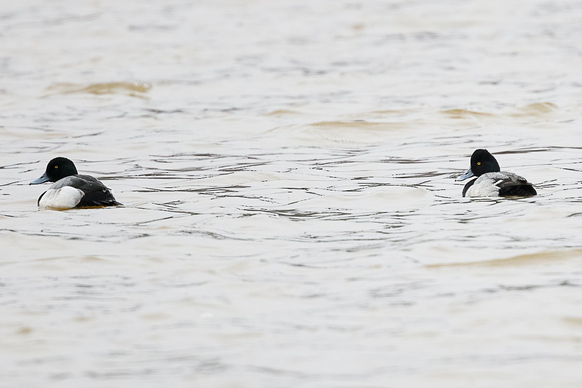 Greater Scaup - ML309178411