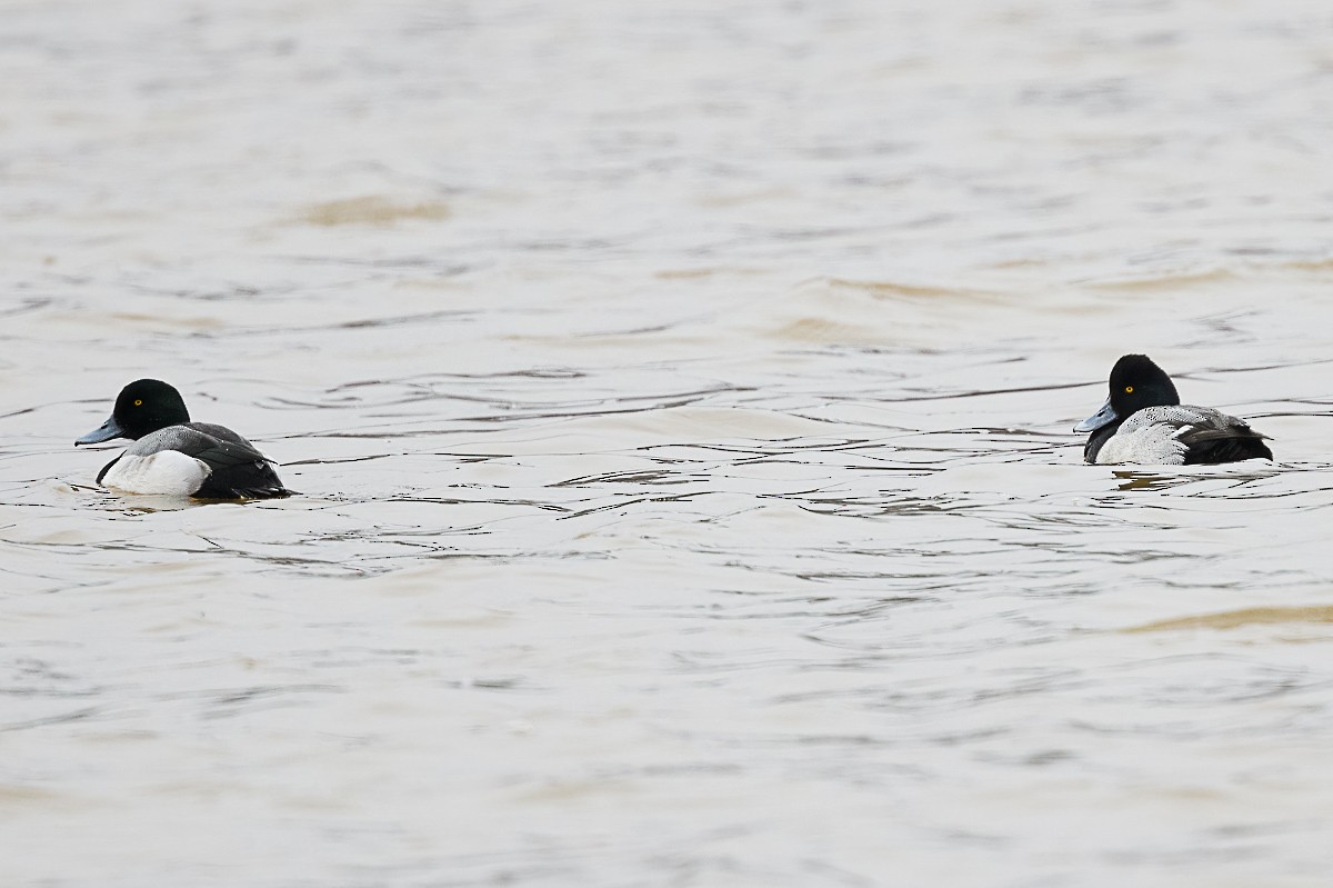 Greater Scaup - ML309178421